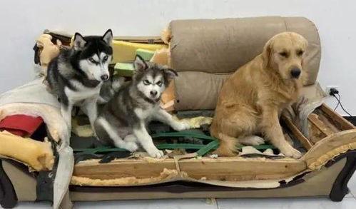 哈士奇海绵爆料视频播放,萌宠搞笑瞬间大盘点